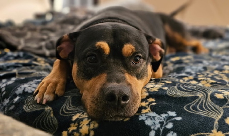Luna resting with her chin on a floral blanket