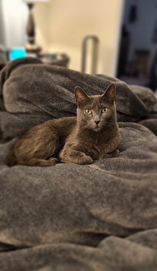Masha, a gray cat, sitting regally on a blanket