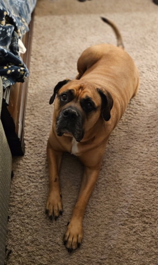 Osiris, a bullmastiff, looking up at the camera